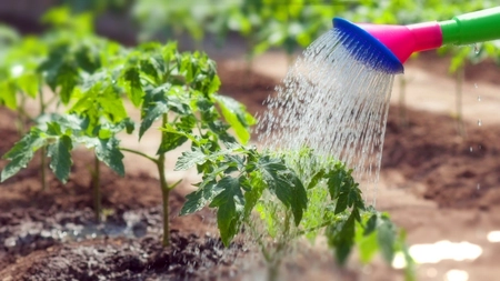 Când se udă roșiile după plantare? Iată care e secretul pentru o recoltă bogată!