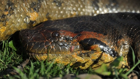  Este anaconda verde veninoasă? Cea mai mare specie de șarpe din lume