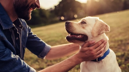 Ani de câine în ani de om. Cum se calculează vârsta animalelor de companie și care este speranța de viață a celor mai iubite rase