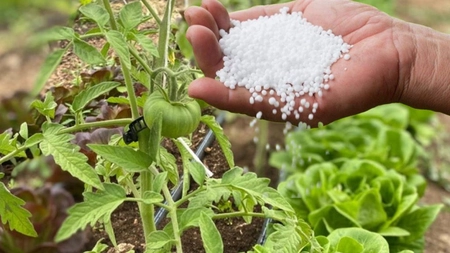 Când se pune azot la roșii. Iată tot ce trebuie să știi despre fertilizarea legumelor