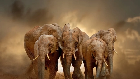 Cât trăiește un elefant? Curiozități și lucruri mai puțin știute despre cel mai mare animal terestru
