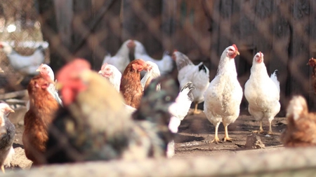 Câte păsări și animale au voie să crească românii în curte! Cine nu respectă legea riscă sancțiuni drastice 
