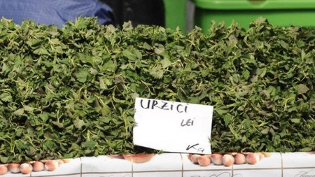 Cât costă un kilogram de urzici: E mai scump decât carnea de porc!