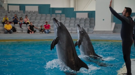 A murit cel mai iubit delfin din România! Chen Chen avea 20 de ani