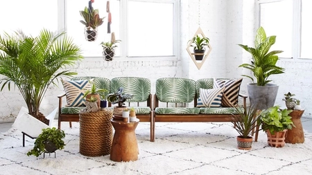 Plantele decorative contribuie la eleganța casei. Care sunt cele mai populare?