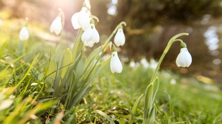 Care este legenda ghiocelului? Află povestea florii care ascunde primăvara