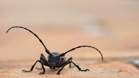 Cum să scapi de insectele mici și negre pe care le ai în casă? Iată ce soluții pot fi eficiente!
