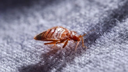 Insecticid pentru ploșnițe de pat. Care sunt cele mai eficiente soluții și ce alternative există pentru a elimina insectele