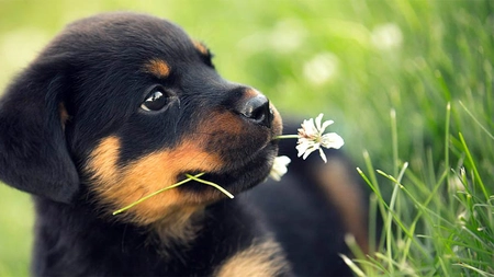 La ce vârstă devine agresiv un rottweiler? Este agresivitatea unui câine dictată de rasa acestuia?