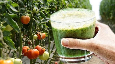 Cum se folosește maceratul de urzică la roșii? Secretul pe care orice agricultor ar trebui să îl știe
