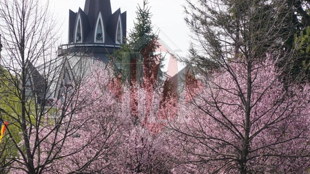 Iașul, plin de culoare! Galerie foto impresionantă cu magnoliile înflorite din municipiu