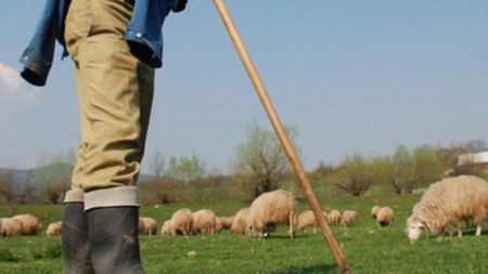 Un cioban a plătit aproape 40.000 de lei după ce l-a bătut pe proprietarul unei stâni. Acesta și-a lovit victima cu un hârleț