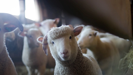 Guvernul va cere UE să lase fermele neafectate de <em class='ep-highlight'>Pesta</em> Micilor Rumegătoare să exporte animalele. Crescătorii de oi au cerut soluții urgente