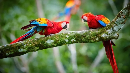 Este papagalul amazonian cea mai inteligentă specie de păsări? Ce caracter are și cum să ai grijă de el?