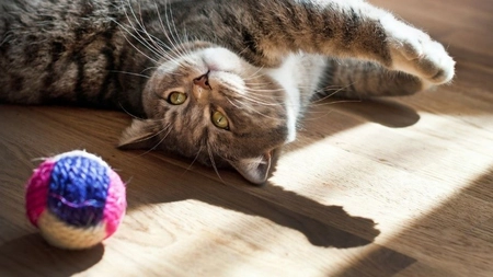 Jucăriile pentru pisici: secretul unei feline fericite