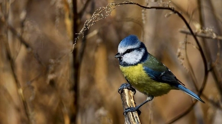 Pițigoiul albastru, bijuteria pădurilor europene. Iată de ce este o specie uimitoare
