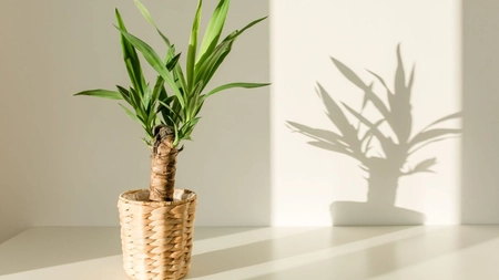 Iată tot ce trebuie să știi despre planta Yucca - Atrage energia pozitivă și protecția în apartamentul tău