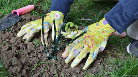 De ce se face plantarea trandafirilor primăvara? Iată tot ce trebuie să știi pentru a înflori în toată splendoarea lor