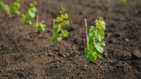 Plantarea viței de vie din corzi toamna – Ce trebuie să știi pentru o cultură de succes