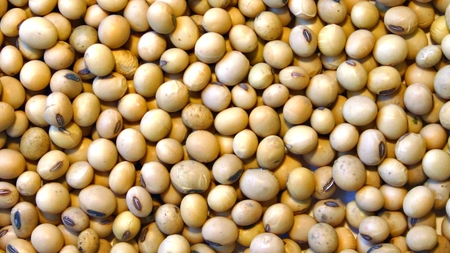 Șrotul de soia- sursa nutritivă esențială pentru animalele din gospodărie și din ferme