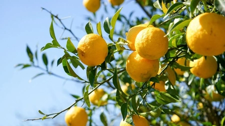 Yuzu, aroma exotică din bucărătie. Iată câteva rețete în care îl poți include