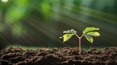 Fotosinteza la plante, ce este și cum funcționează procesul? Iată ce trebuie să știi!