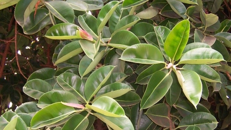 Ficus elastica, planta decorativă ideală pentru apartament. Iată cum trebuie îngrijită