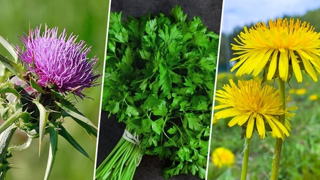 Plantele care elimină metalele grele din organism! Purifică inclusiv ficatul și rinichii de toxine!
