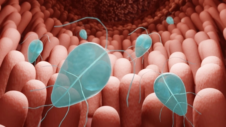 Ce tratament există pentru infecția cu Giardia lamblia? Află cât durează vindecarea și ce soluții există!