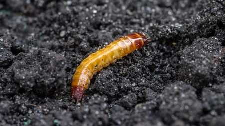 Insecticid pentru viermele sârmă la ceapă. Care sunt cele mai eficiente soluții pentru a-ți proteja cultura
