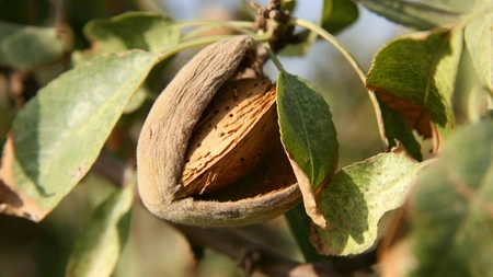 Cum poți planta și îngriji un pom de migdal? Iată tot ce trebuie să știi
