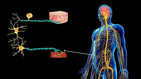 Sistemul nervos periferic, componenta vitală a creierului. Iată care este rolul acestuia