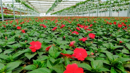 Peste 200.000 de flori vor înfrumuseța orașul Iași de sărbătorile pascale din acest an. Iată plantele care vor înflori în aceste zile