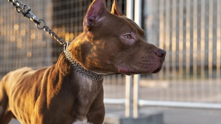 Românii cu animale de companie nu vor mai putea ieși cu ele pe stradă! O nouă regulă este impusă prin lege