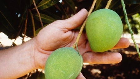 Iată cum poți planta un sâmbure de mango, astfel încât să ai parte de acest fruct chiar la tine acasă