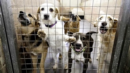 Se introduce taxa pe câine în România! Obligația de plată revine și cetățenilor care nu au un animal de companie