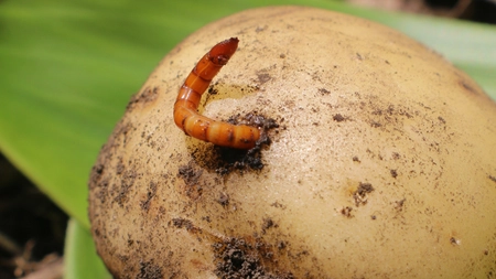 Cum să scapi de viermele de sârmă o dată pentru totdeauna. Iată ce metode naturale poți folosi!