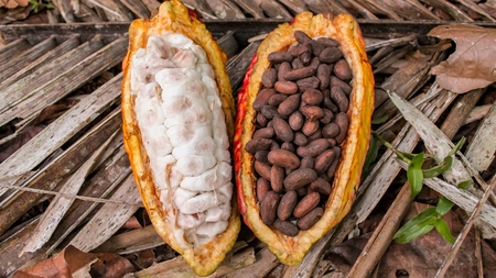 Arborele de cacao – Povestea fascinantă a copacului care dă naștere ciocolatei