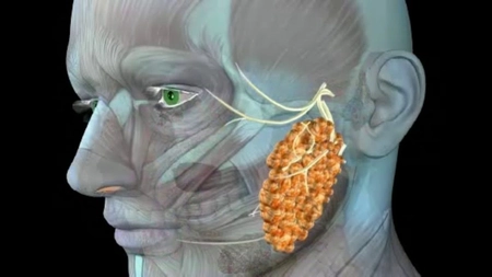 Ce simptome există la cancerul glandei parotide? Iată semnele care nu trebuie ignorate
