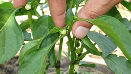 Copilirea ardeilor – În ce constă și de ce este esențială?