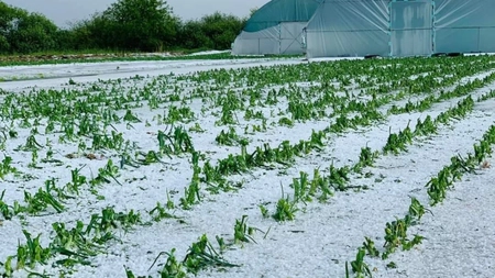 Ce trebuie să facă fermierii afectați de grindină! Recomandări și poziția Forumului APPR