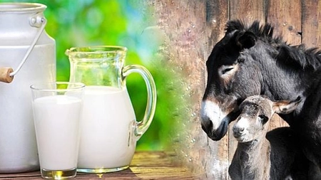 Pastile din lapte de măgăriță. Ce păreri au utilizatorii despre acest supliment natural