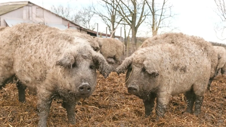 Ajutorul de minimis pentru porcii Bazna și Mangalița crește cu 300 de lei