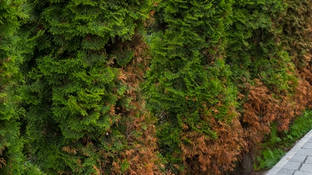 Sarea amară pentru tuia – Secretul unui gard viu verde și sănătos