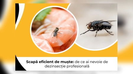Scapă eficient de muște: de ce ai nevoie de dezinsecție profesională