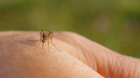 Top cinci insecte care îți pot invada locuința vara aceasta
