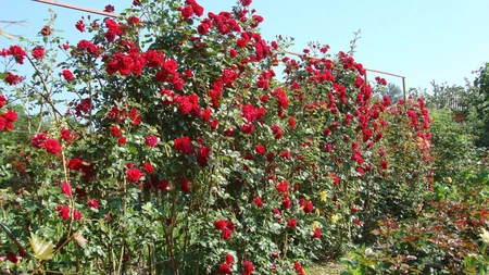 Cum poți planta și îngriji un trandafir cățărător? Această plantă îți va schimba în totalitate aspectul grădinii