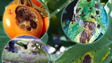 Cum se tratează alternarioza la tomate? Iată cum poți combate bolile roșiilor!