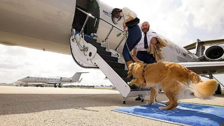 Animalele de companie pot călători în cabina avionului, fără restricții de dimensiune sau greutate