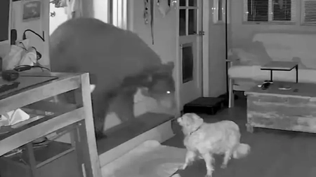 Câinele erou care a înfruntat un urs sălbatic în timp ce stăpâna dormea